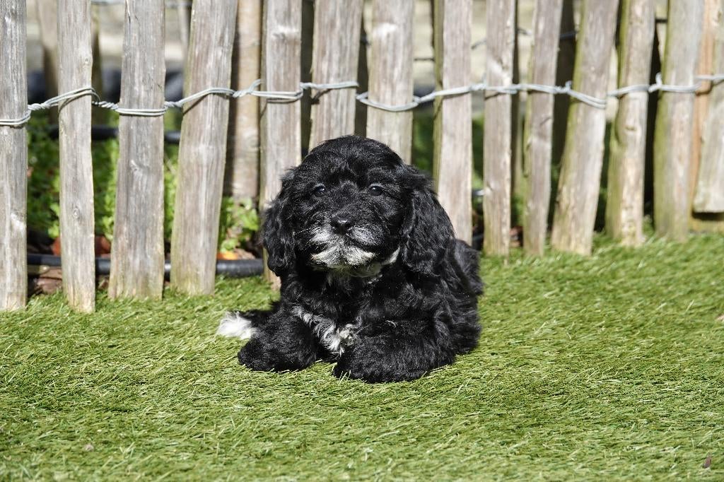 Beaux chiots cockapoo noirs, Animaux & Accessoires, Chiens | Retrievers, Épagneuls & Chiens d'eau, Plusieurs animaux, Autres races