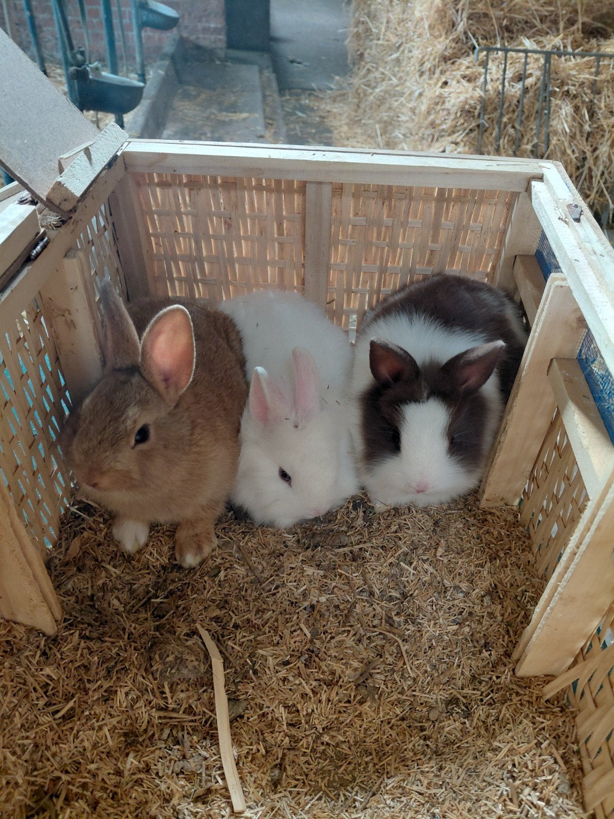 konijntjes, Animaux & Accessoires