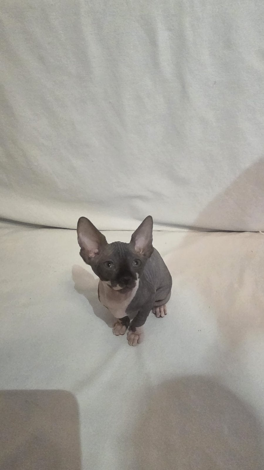 Erkende hobbykwekerij Sphynx Loves You, Poes, Met stamboom, 0 tot 2 jaar