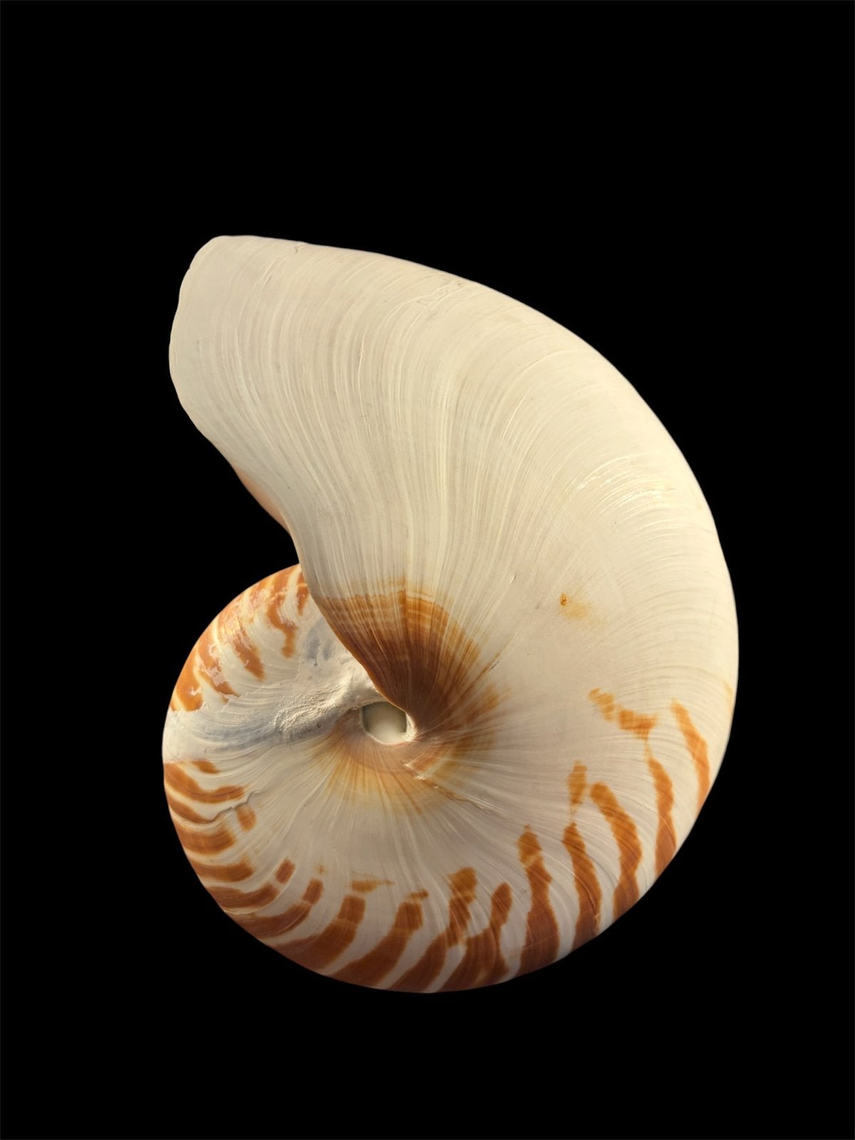 Prachtige Nautilus Schelp, Verzamelen, Dierenverzamelingen, Ophalen, Zo goed als nieuw, Overige soorten, Overige typen