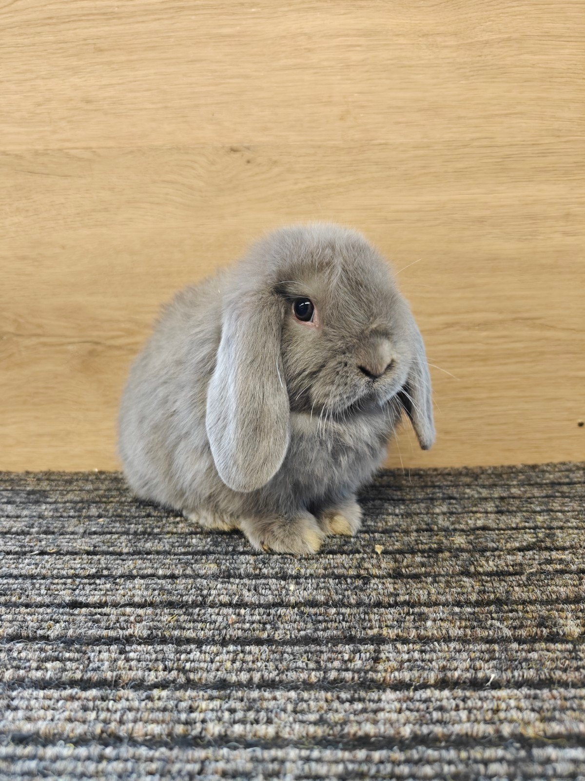 Beloftevol Lilac minilop rammetje, Mannelijk, Dwerg, Hangoor, 0 tot 2 jaar
