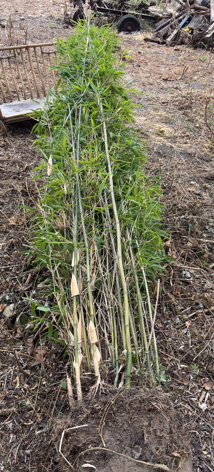 Bamboe, Tuin en Terras, Planten | Tuinplanten, Ophalen