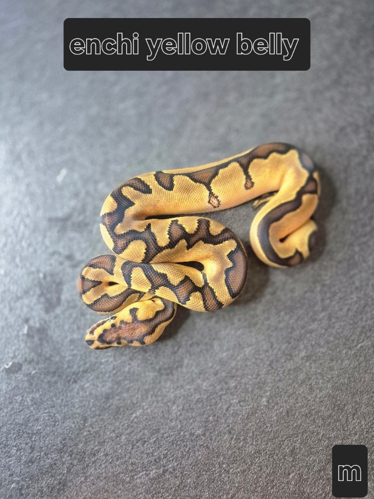 Python regius, Animaux & Accessoires, Serpent, 0 à 2 ans