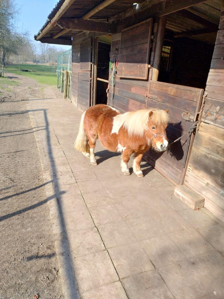 Shetland  pony, Dieren en Toebehoren, Ophalen