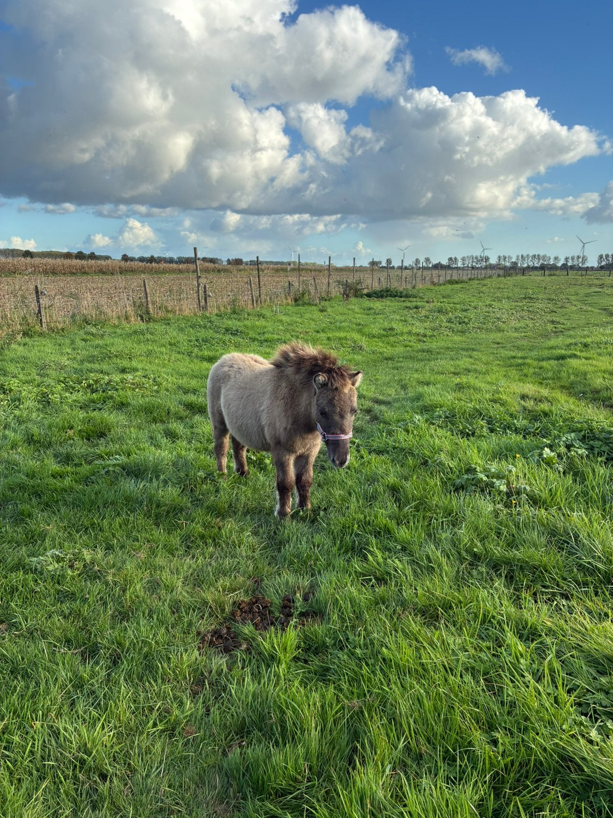 Super lief shetland merrie veulen, Animaux & Accessoires, Poney de récréation, Poney A (jusqu'à 1.17 m), Ne s'applique pas, 0 à 2 ans