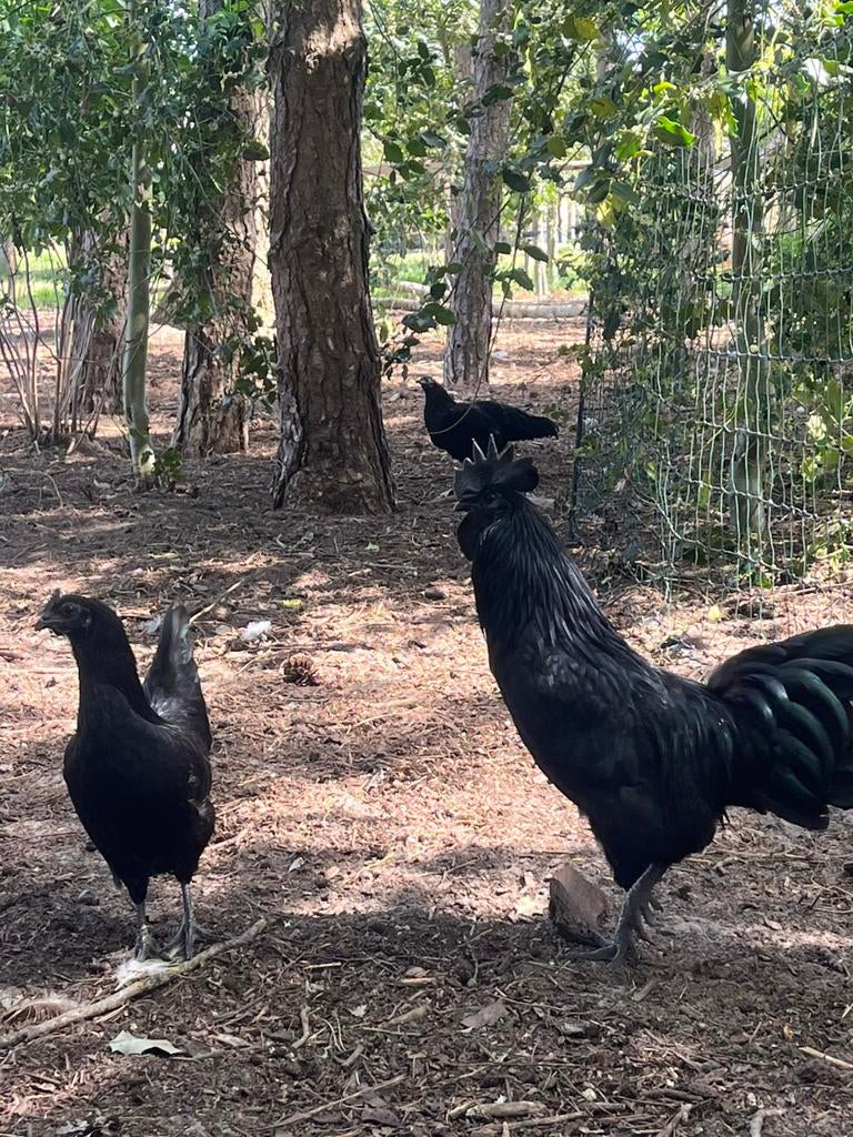Ayam cemani kuikens, Dieren en Toebehoren, Pluimvee