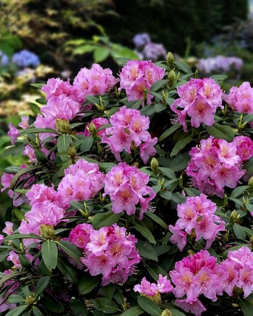 GEZOCHT : rhododendron, Ophalen