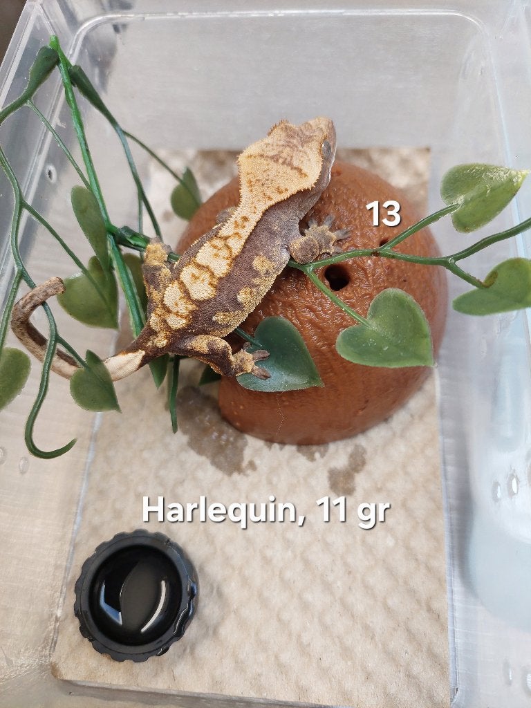 Wimpergekko's Harlequin, Dieren en Toebehoren