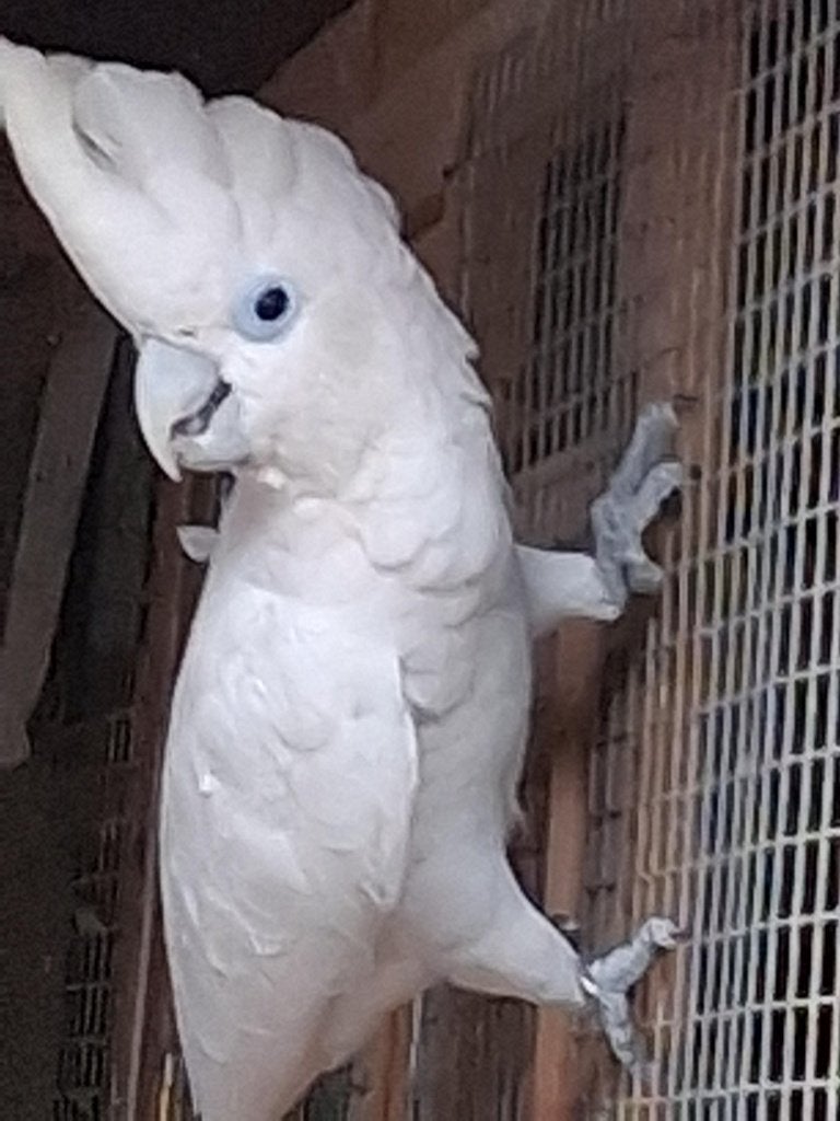 ducorps kaketoe zoekt dringend nieuwe thuis, Animaux & Accessoires, Oiseaux | Perruches & Perroquets