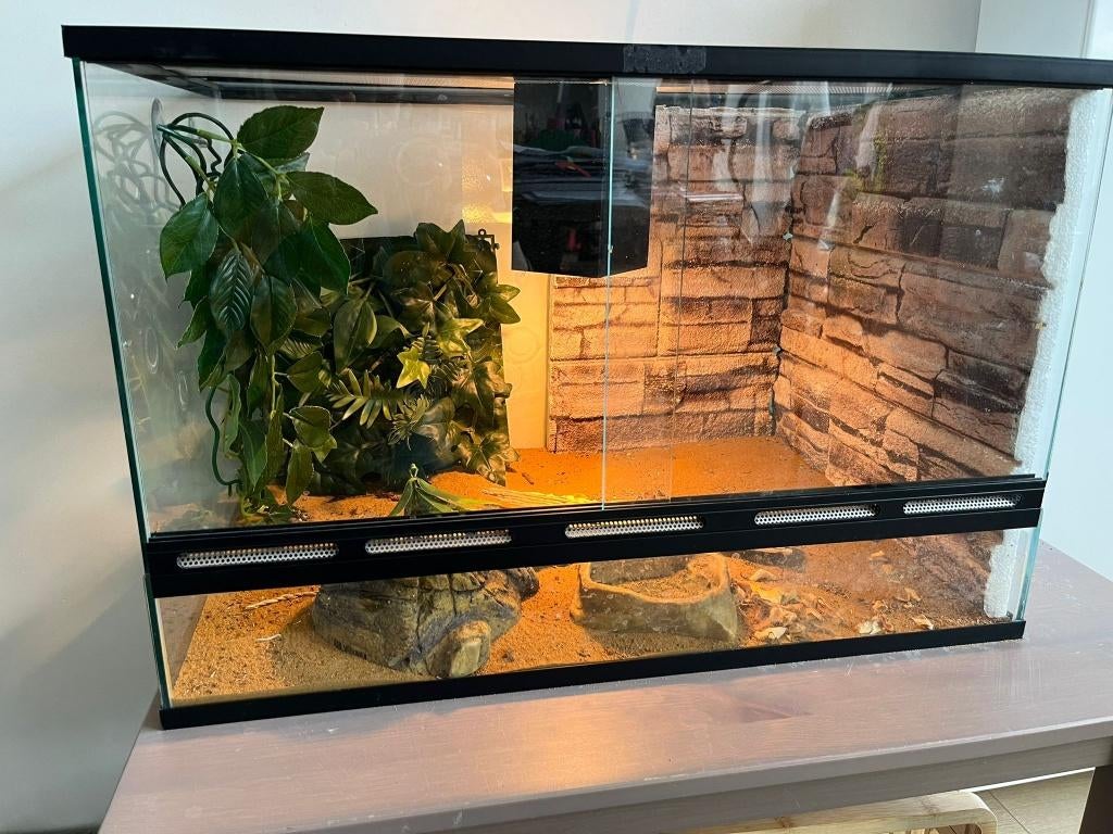 Terrarium 60x40x40 (bxhxl), Dieren en Toebehoren, Ophalen, Zo goed als nieuw, Terrarium of Paludarium