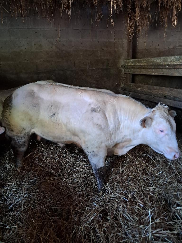 Dekstier baigneur, Dieren en Toebehoren