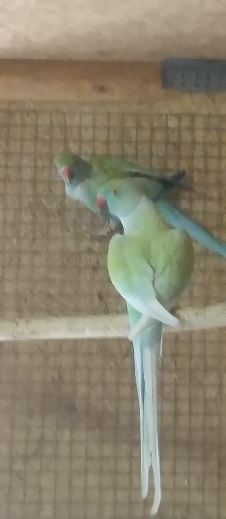 Couple de Collier Pan. Dom. x opaline, Plusieurs animaux, Perruche, Bagué