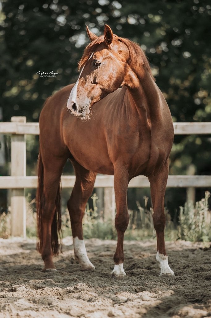 Betrouwbaar dressuurpaard, Merrie, Dressuurpaard, 7 tot 10 jaar, 165 tot 170 cm