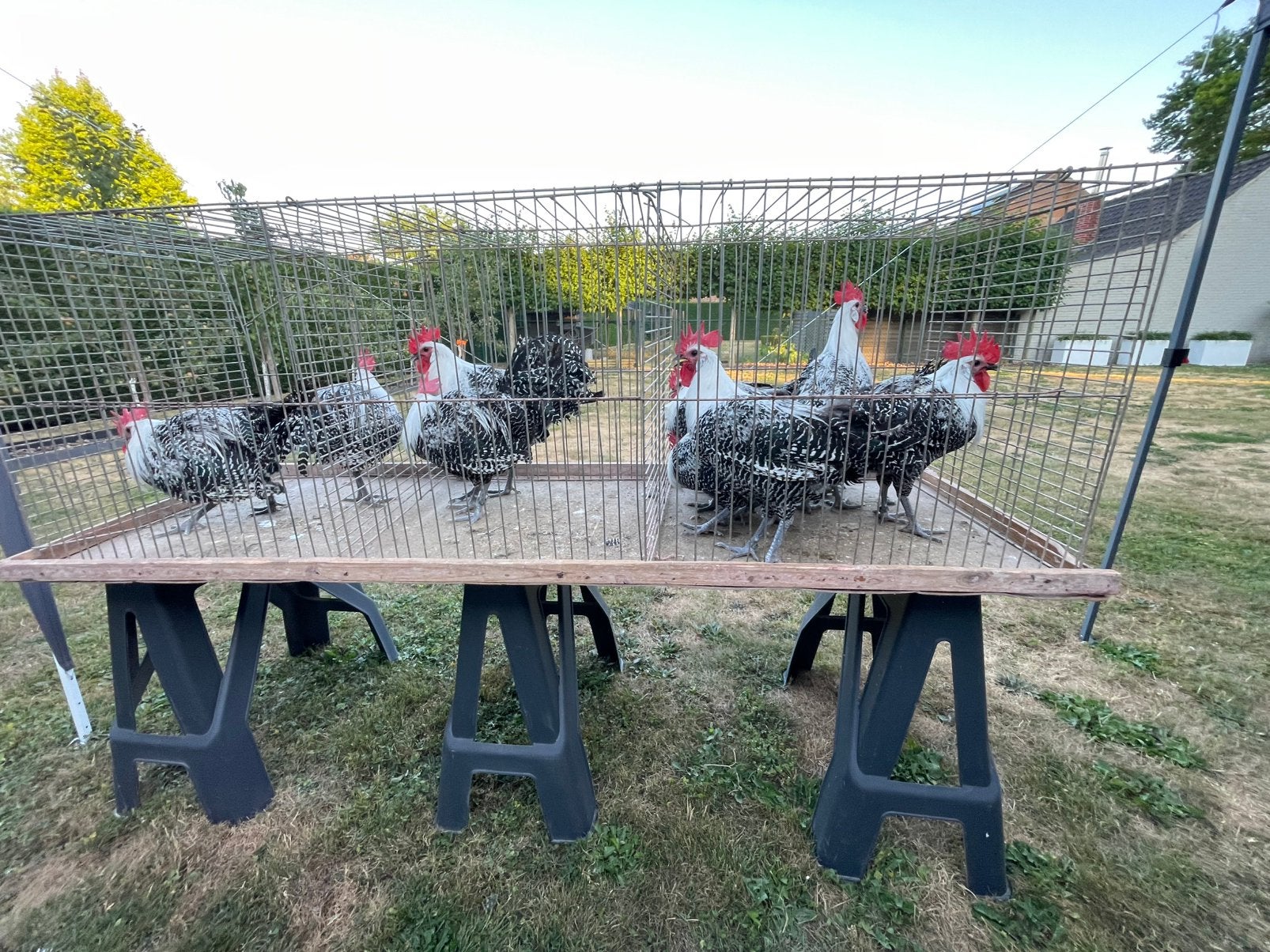 Zilverbrakels, Dieren en Toebehoren, Mannelijk, Kip