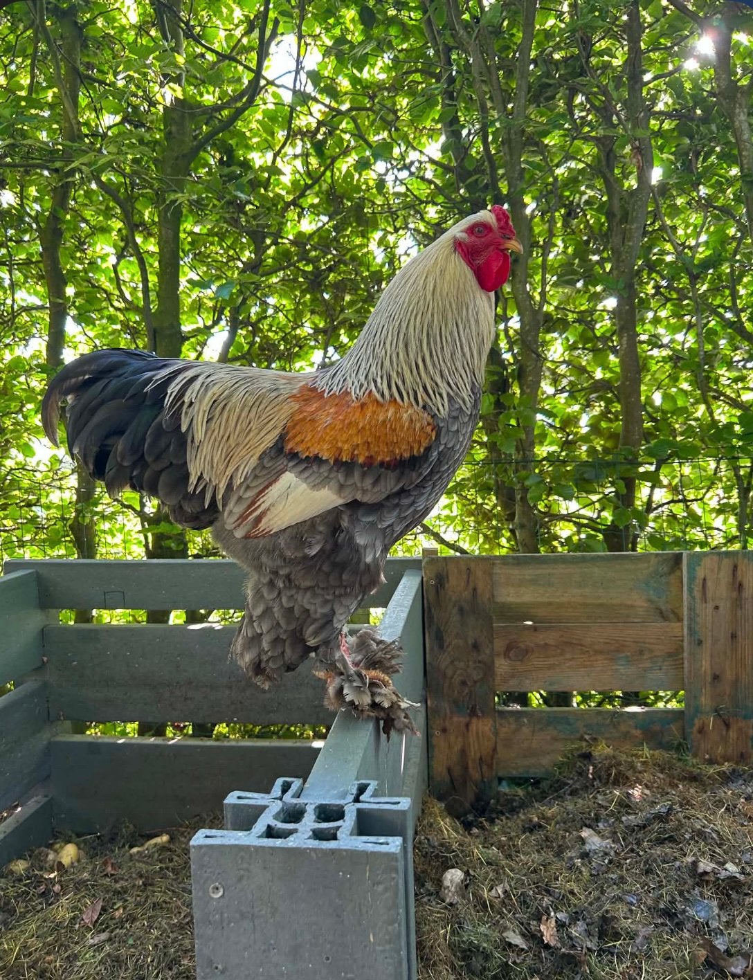 Trio Brahma 2 hennen 1 haan, Meerdere dieren, Kip