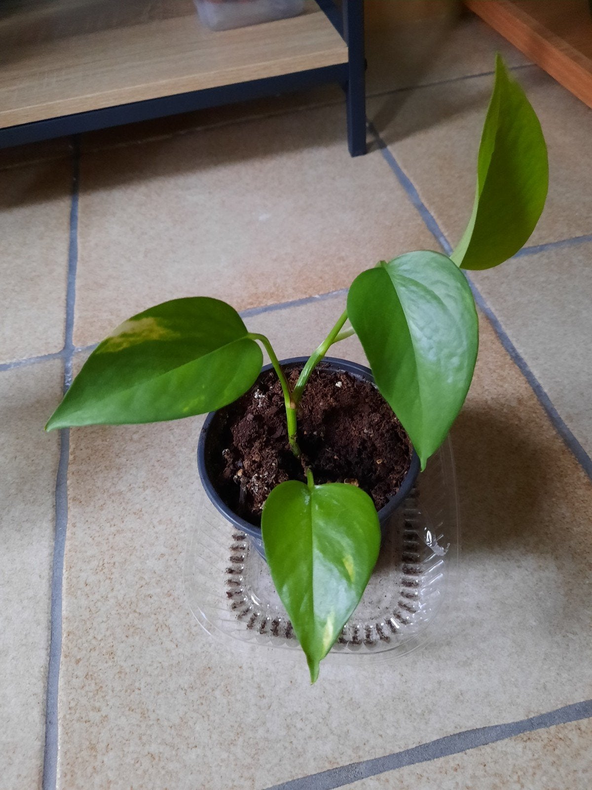 epipremnum aureum stekje, Maison & Meubles, Plantes d'intérieur, Autres espèces, En pot, Moins de 100 cm, Enlèvement