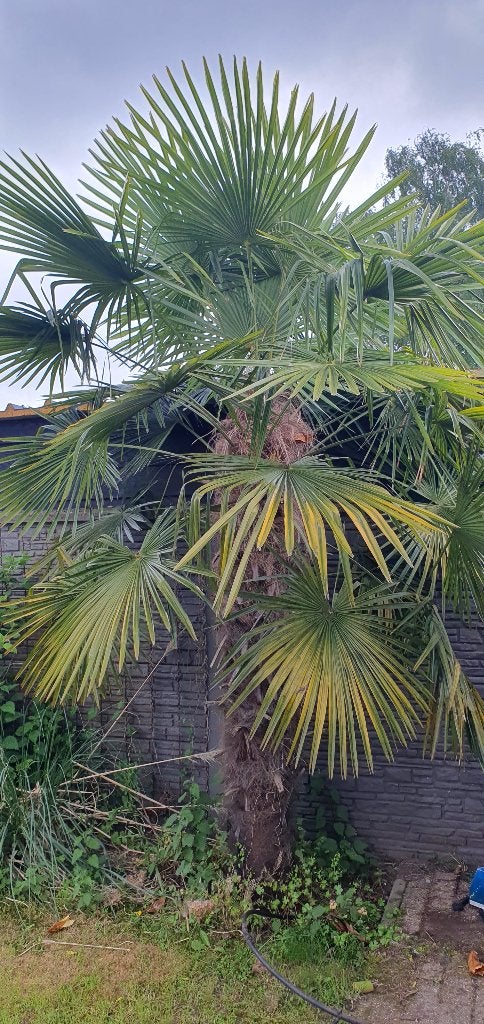 3x Chinese Waaierpalm,  winterhard, Tuin en Terras, Planten | Bomen, Ophalen, Palmboom, 250 tot 400 cm