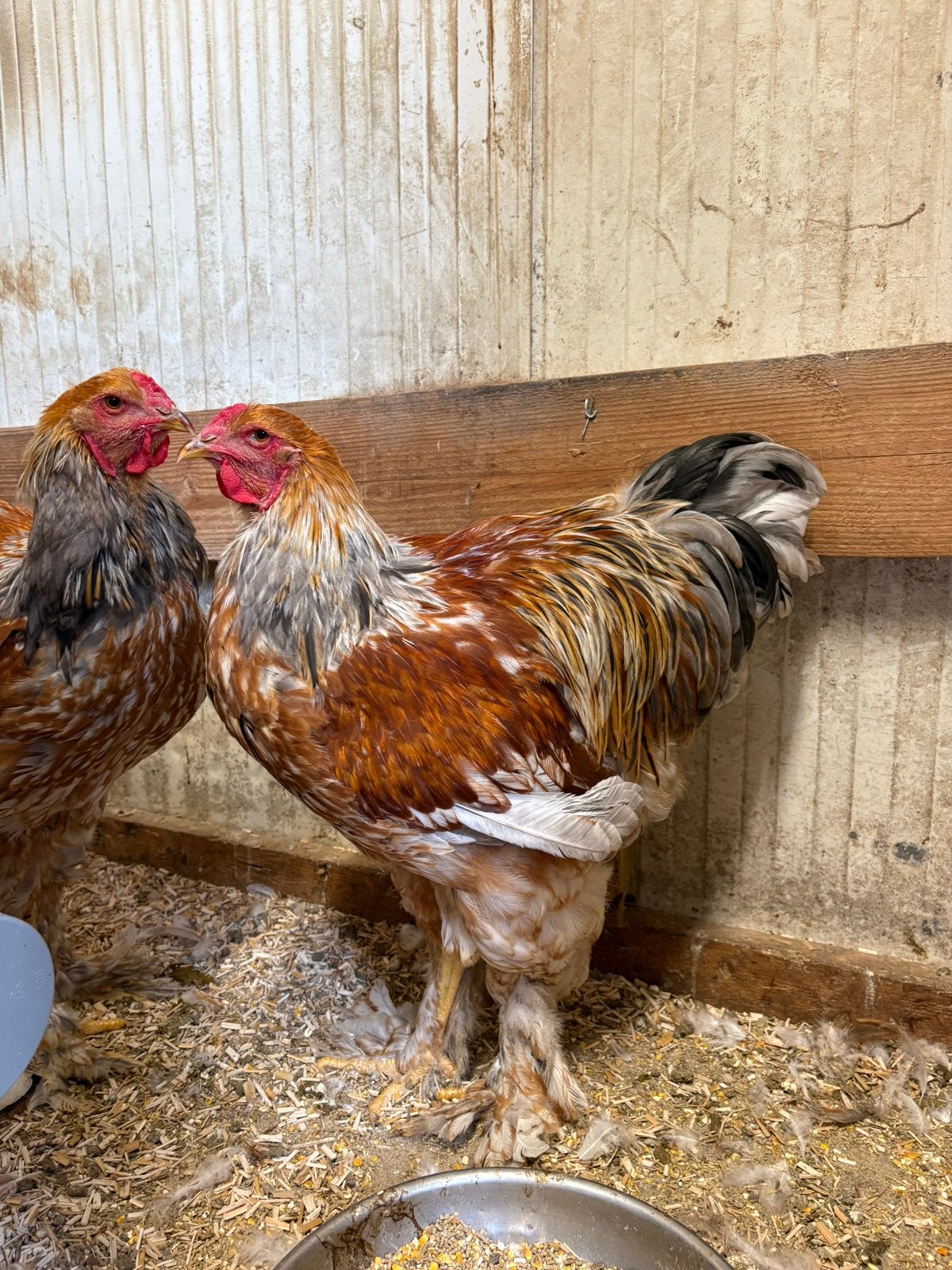 2 jonge brahma hanen, Dieren en Toebehoren