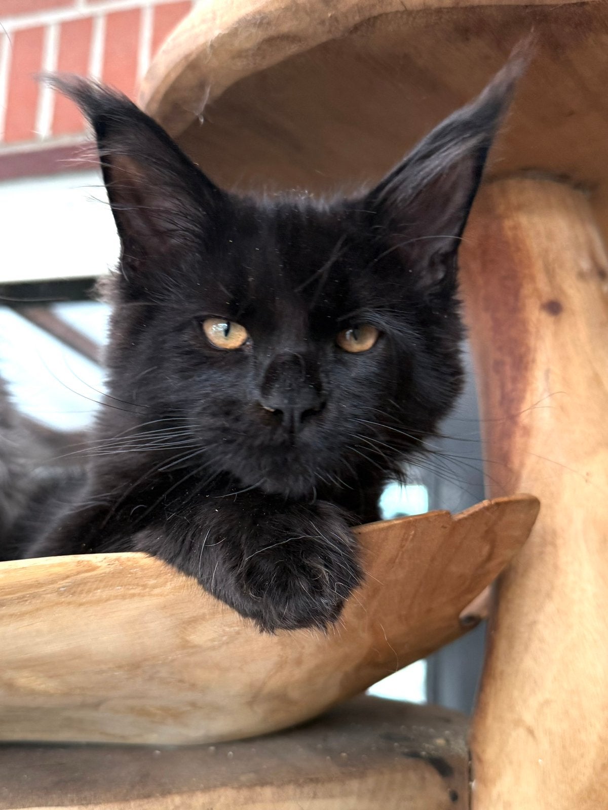 Prachtige Maine Coon kittens met stamboom van geteste ouders, Dieren en Toebehoren, Kater, Met stamboom, 0 tot 2 jaar