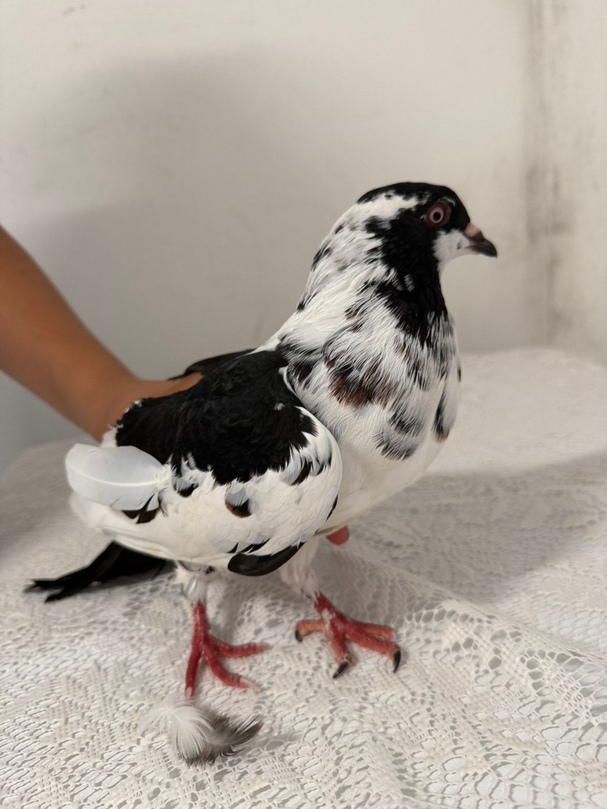Pigeons à partir de 2026, Animaux & Accessoires, Oiseaux | Pigeons, Sexe inconnu