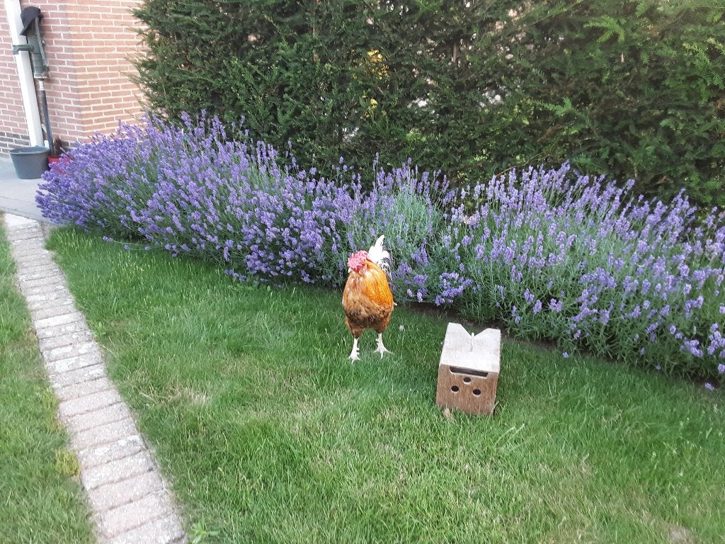 Zanghaan, April, Mannelijk