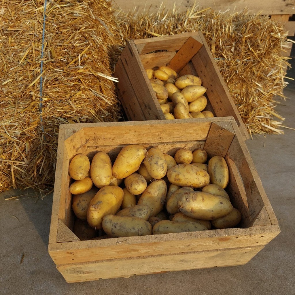 Aardappelen hand geraapt, Enlèvement