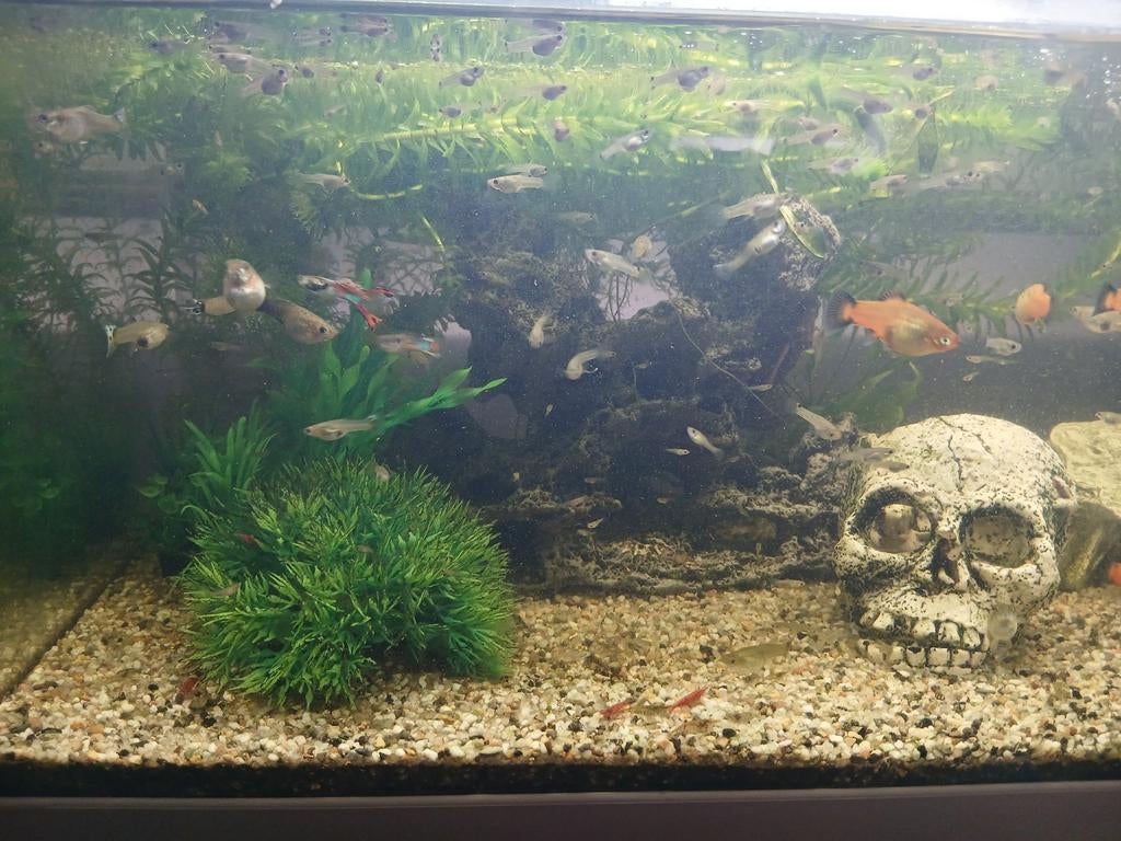 Guppy's tekoop, Dieren en Toebehoren