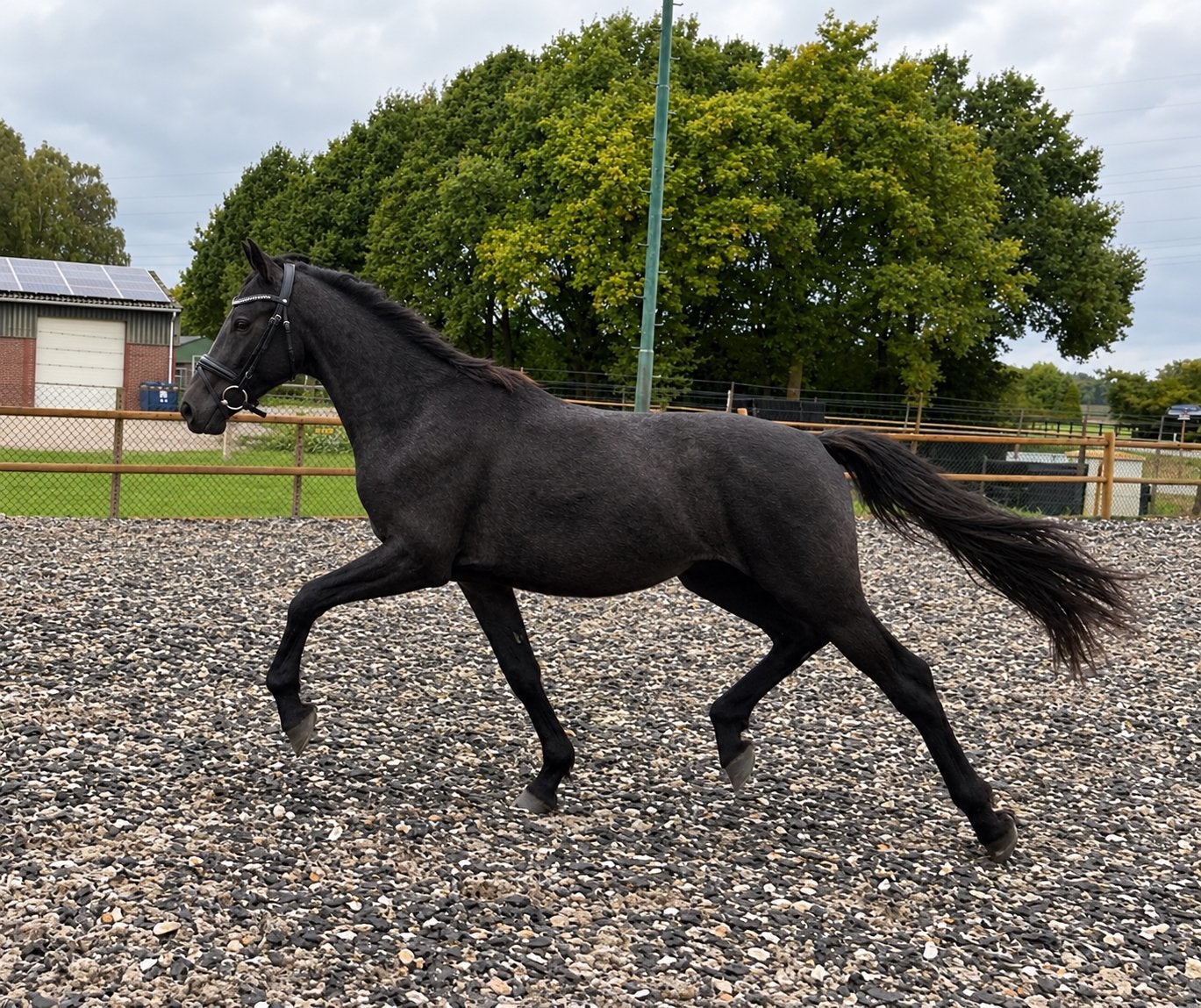2.5 jarige NRPS dressuur hengst ! Goed bewegen, Cheval de dressage, Avec pedigree, Moins de 160 cm, Étalon