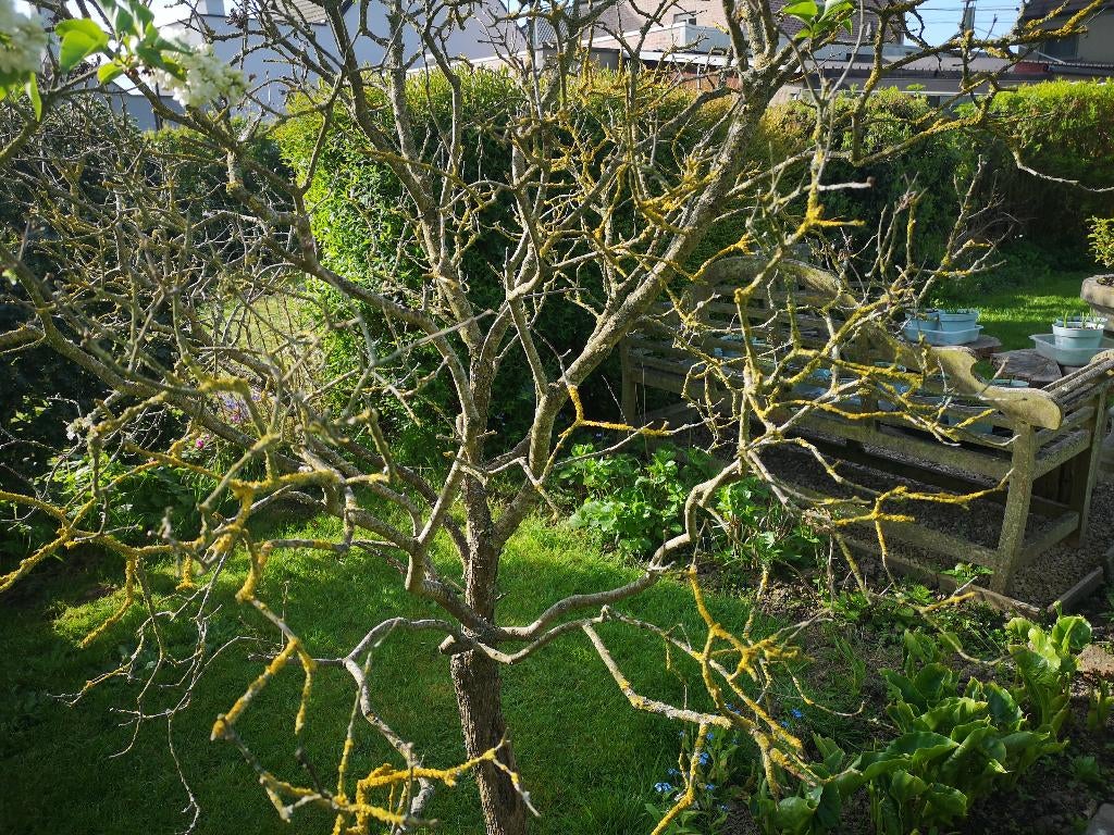 voliére  boompje, Ophalen