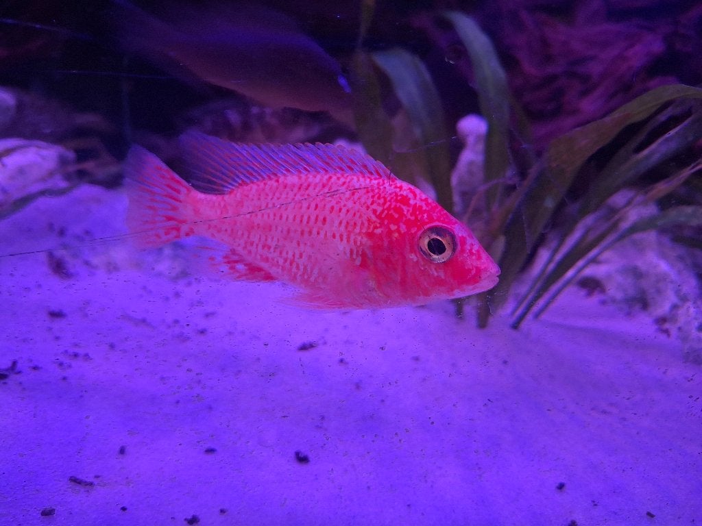Malawi cichliden, Vis, Zoetwatervis