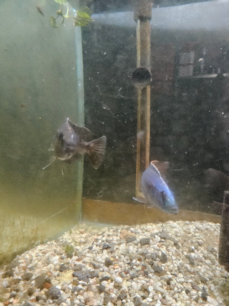 cichlidés africain, Animaux & Accessoires, Poisson, Poisson d'eau douce