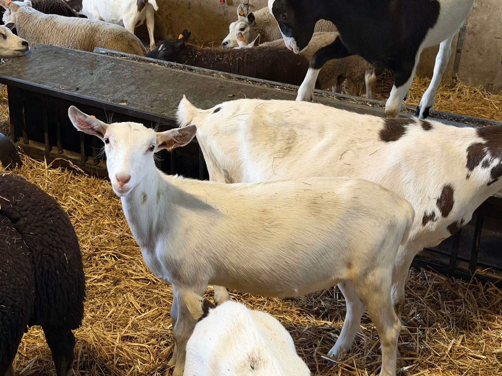 Melkgeiten, Dieren en Toebehoren, Geit