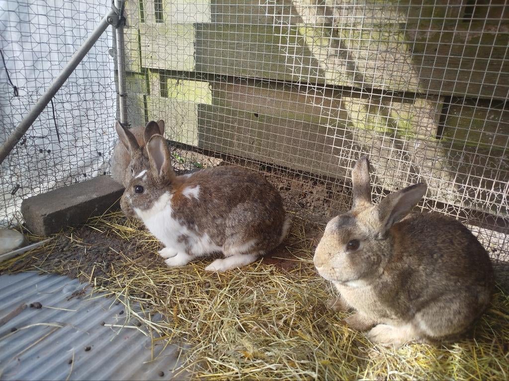 Konijnen te koop, Dieren en Toebehoren