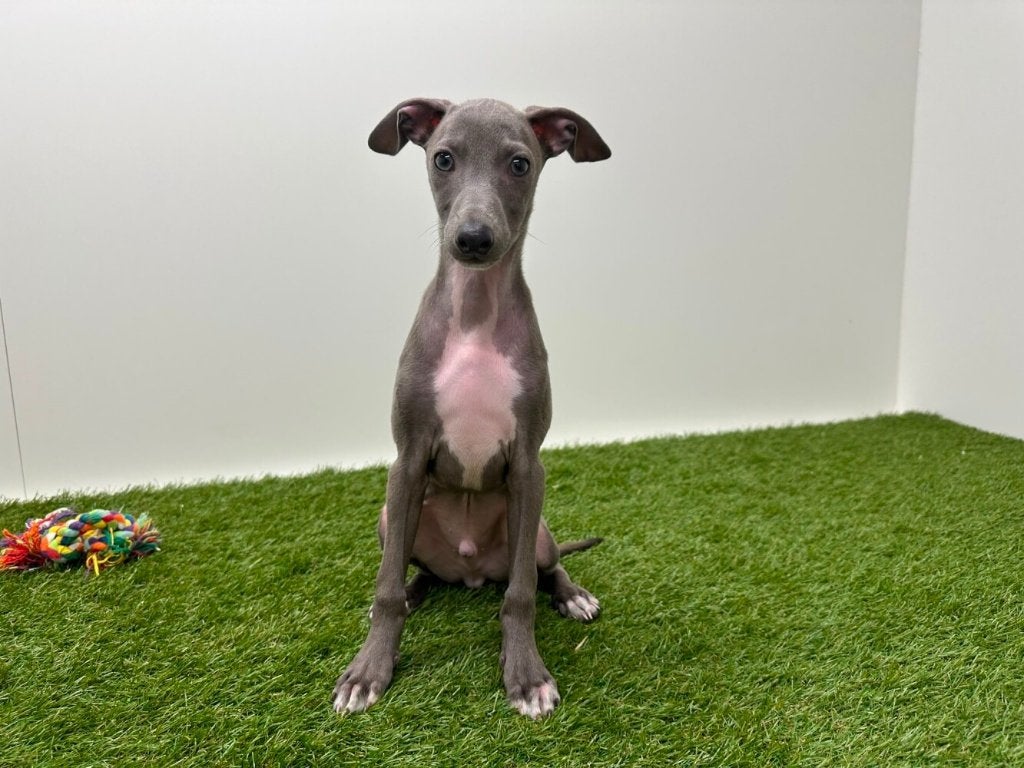 Italiaans Windhondje pup, Parvo, België, 8 tot 15 weken, Eén hond