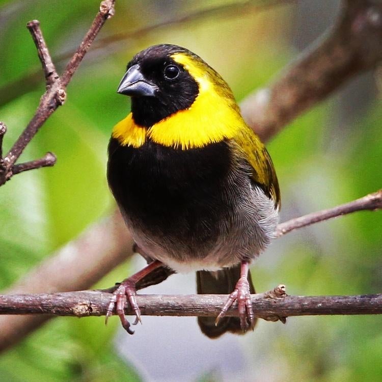 Koppel Phonipara canora, Dieren en Toebehoren, Vogels | Overige Vogels, Geringd