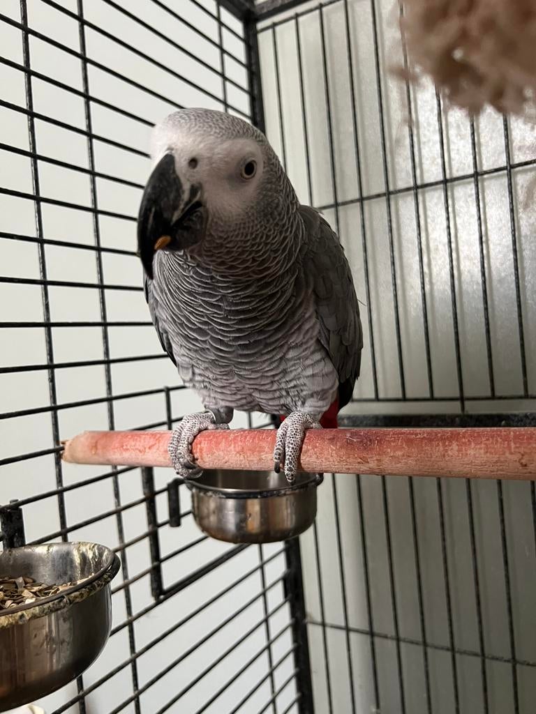 Gris du gabon 6 ans mâle. Bavard ! :), Mâle, Bagué