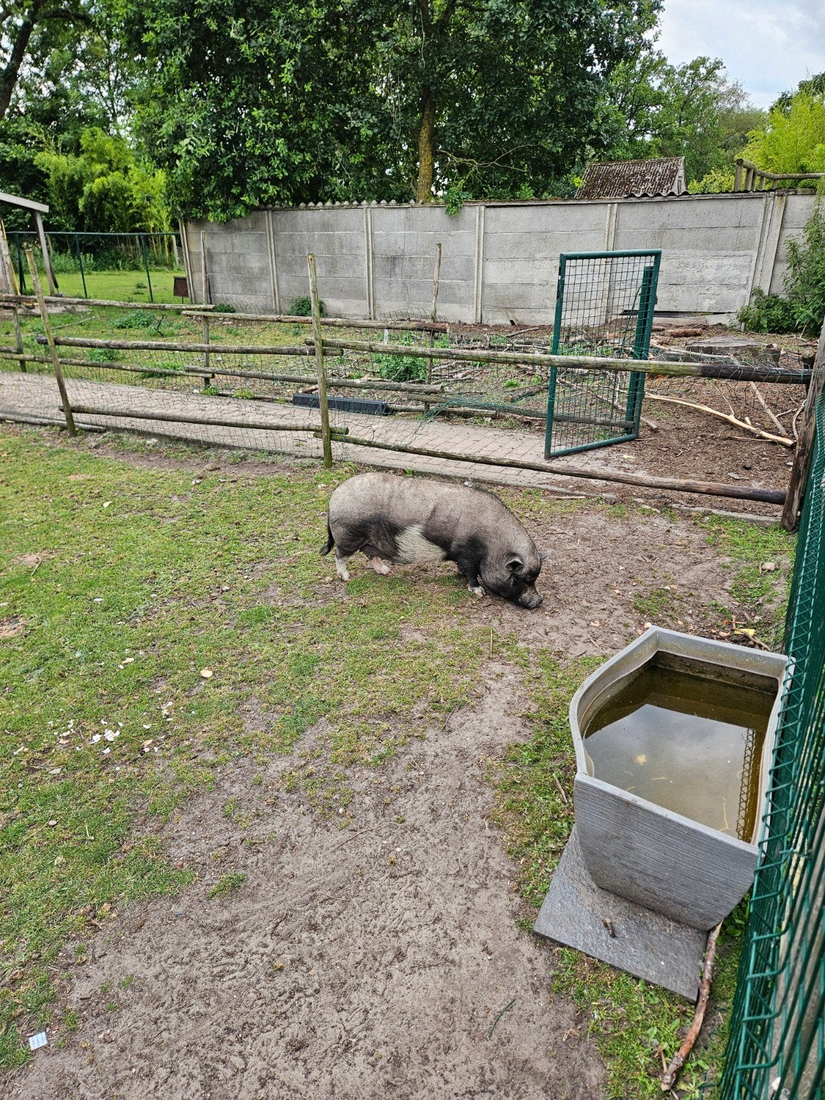 2 schapen, 4 geiten en 1 hangbuikzwijntje, Dieren en Toebehoren, Schapen, Geiten en Varkens, Geit