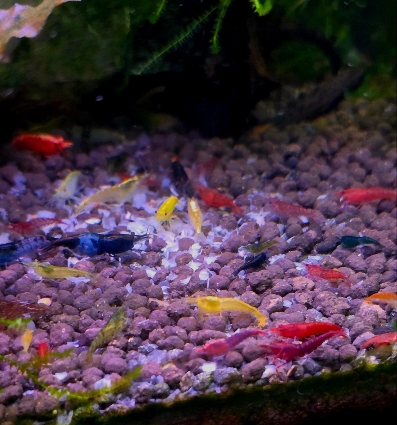 Mix neocaridina garnalen te koop, Dieren en Toebehoren
