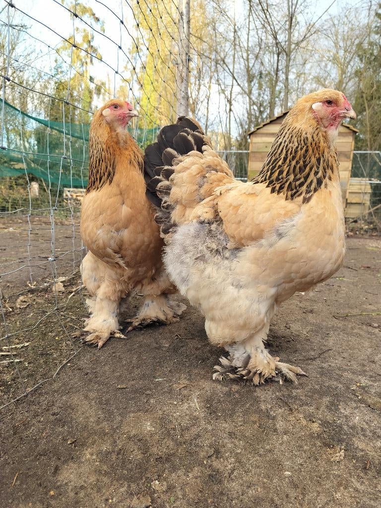 Brahma hennen te koop/ te ruil, Dieren en Toebehoren
