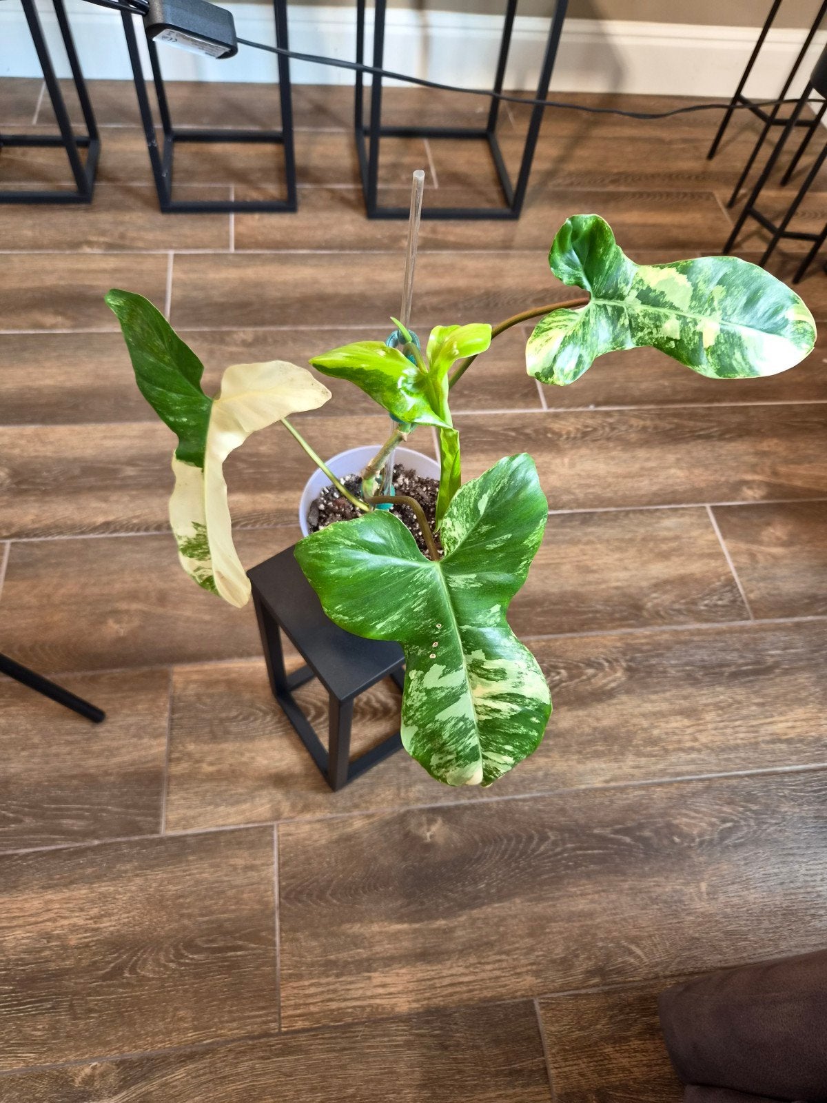 Philodendron Florida Beauty X Paraiso, Huis en Inrichting, Ophalen of Verzenden