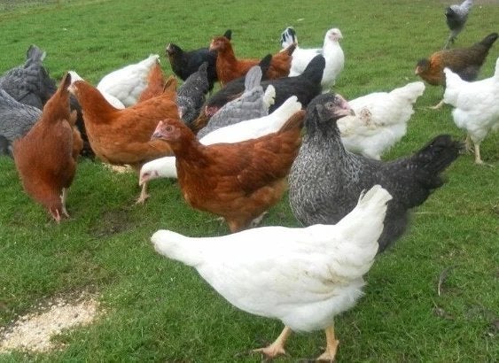 legkippen verkrijgbaar, Dieren en Toebehoren, Pluimvee