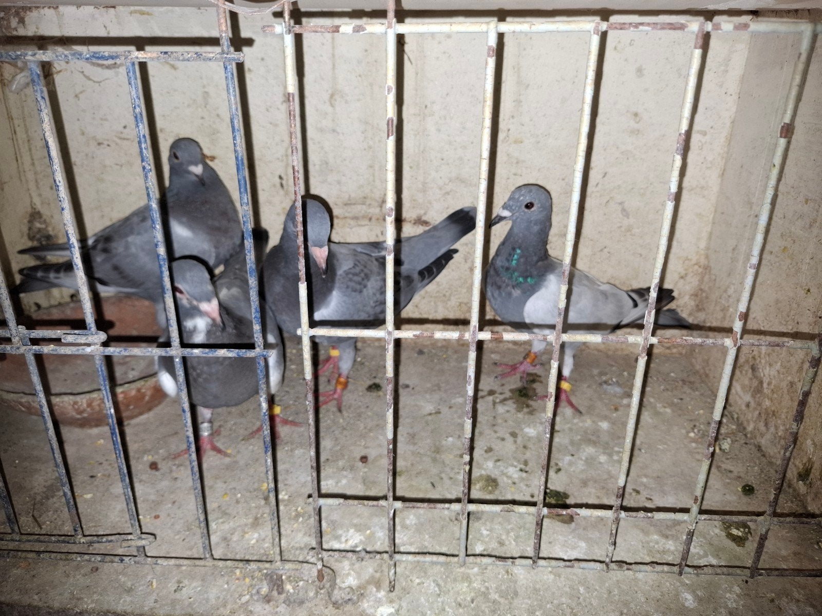 reisduif, Dieren en Toebehoren, Meerdere dieren, Postduif