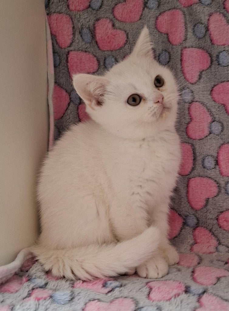 Brits Korthaar Kittens, Plusieurs animaux, Avec pedigree, 0 à 2 ans