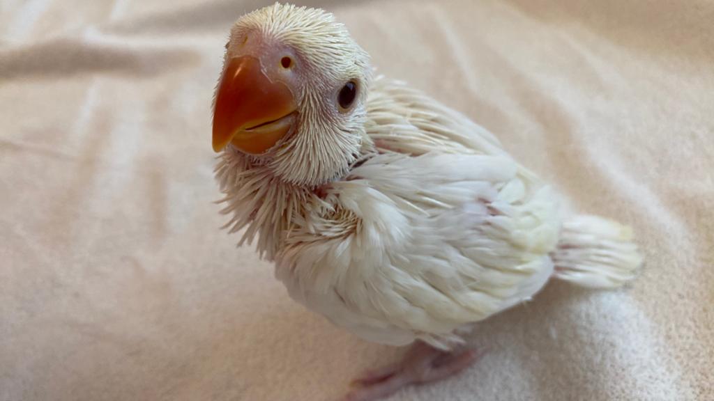 Creamino halsbandparkiet, Dieren en Toebehoren, Vogels | Overige Vogels, Geslacht onbekend, Tropenvogel, Geringd