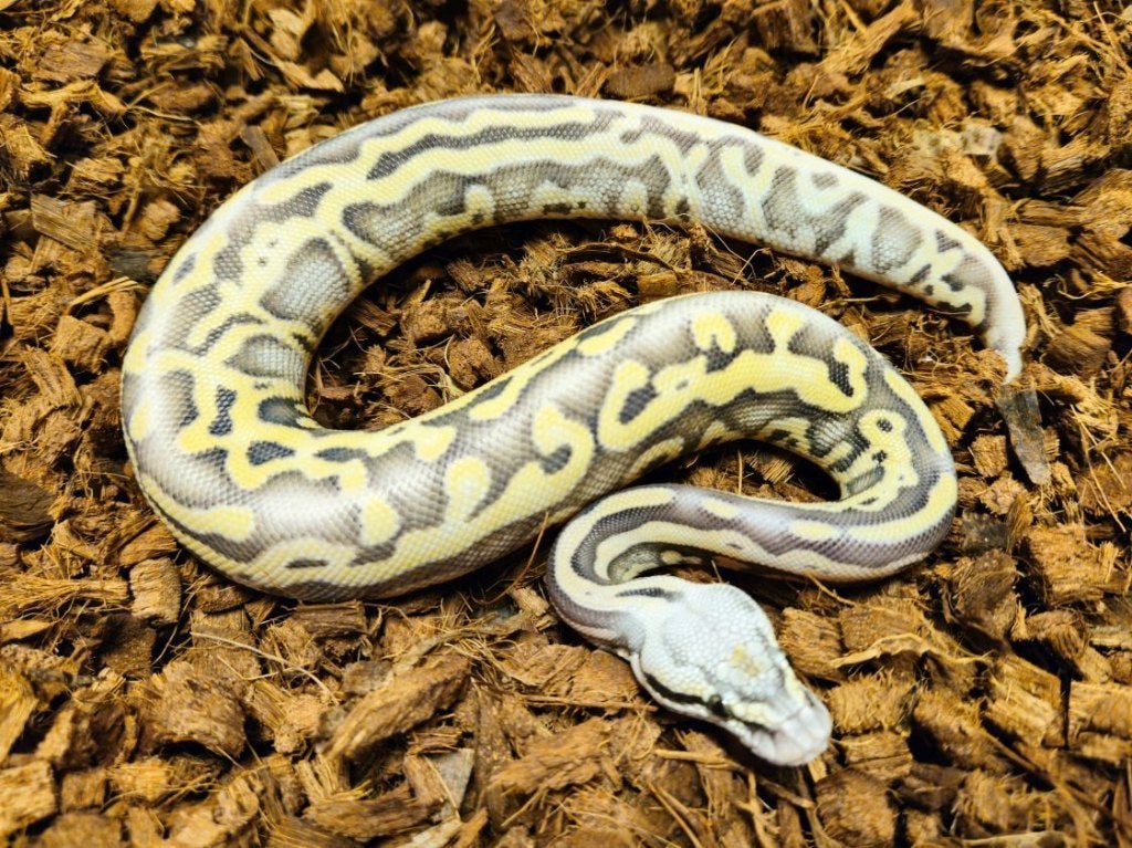 LAST MINUTE HOUTEN DEALS - Diverse koningspythons Ball Python photo 11