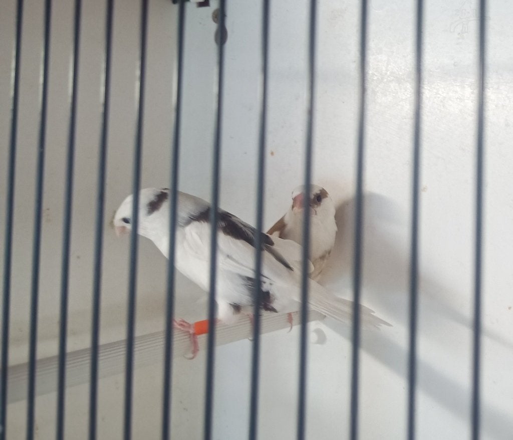 Koppel japanse meeuwtjes, Dieren en Toebehoren, Meerdere dieren, Tropenvogel, Tam