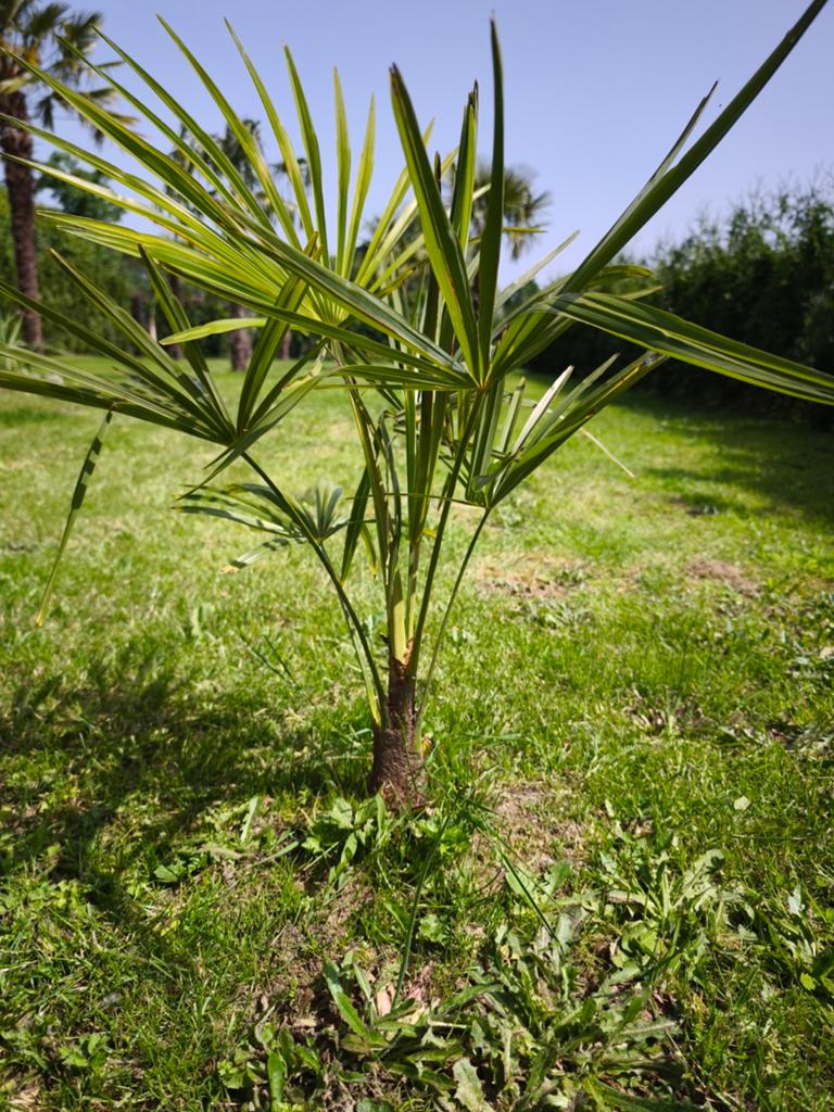 Palmbomen winterharde staan in volle grond 25euro/st, Ophalen