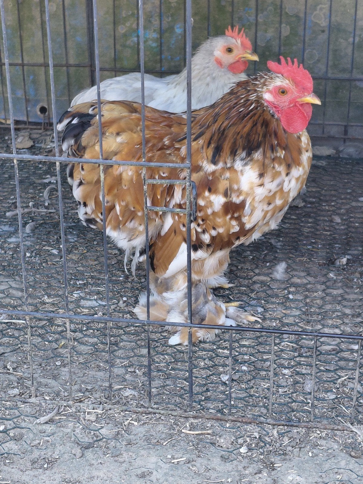 coq pékin 2026, Animaux & Accessoires, Volatiles, Mâle, Poule ou poulet