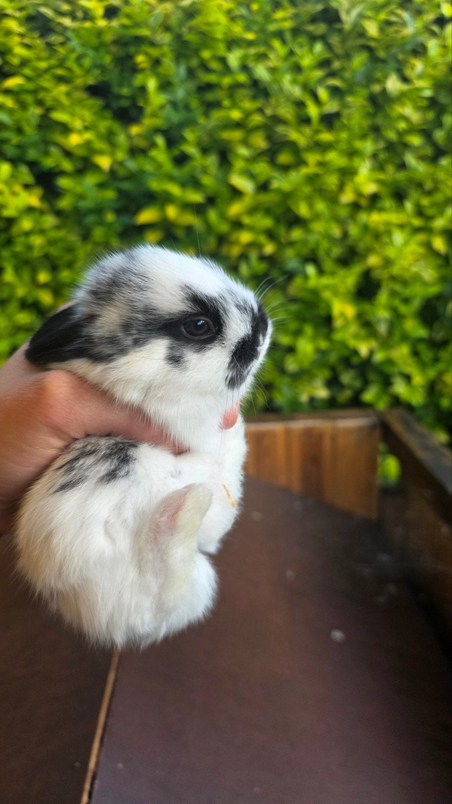 Lapins nains à vendre (7), Animaux & Accessoires, Lapins