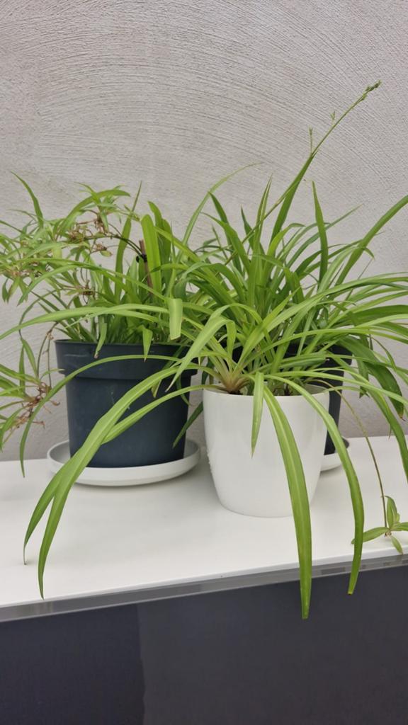 Mooie kamerplanten, Ophalen